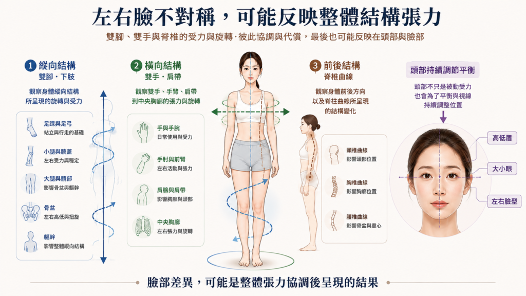 左右臉不對稱與全身結構張力示意，雙腳、雙手、肩帶與脊椎三軸受力可能共同反映在頭臉部
