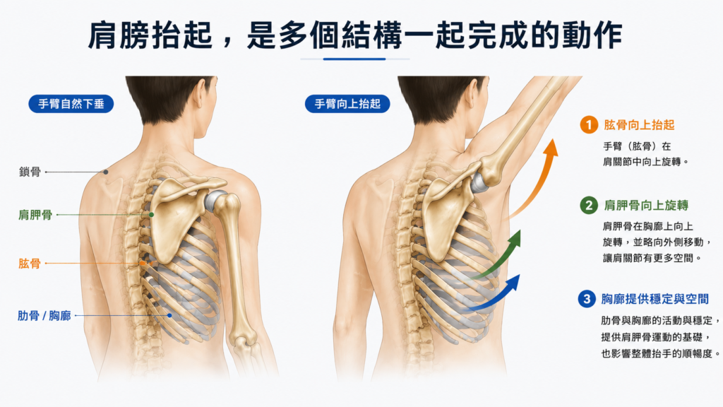 肩膀抬手活動示意圖，肱骨、肩胛骨與胸廓共同影響肩膀活動度
