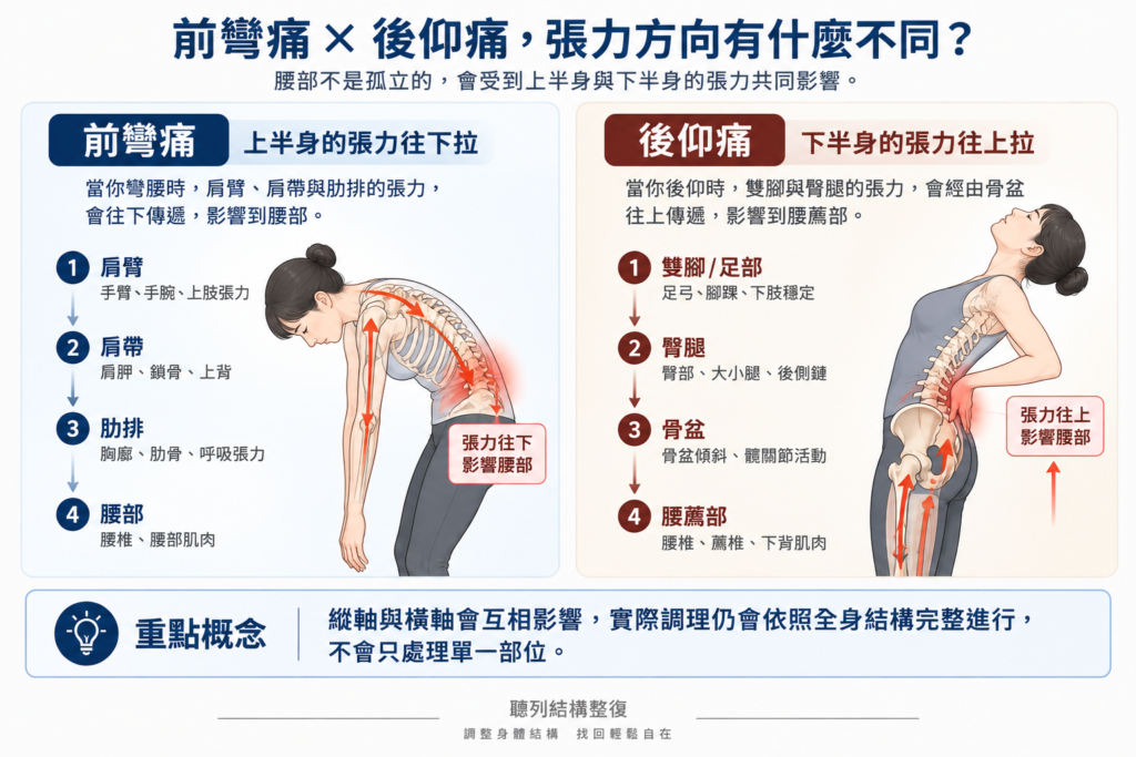 前彎痛與後仰痛的張力方向 閃到腰前彎痛與後仰痛的全身張力方向示意圖