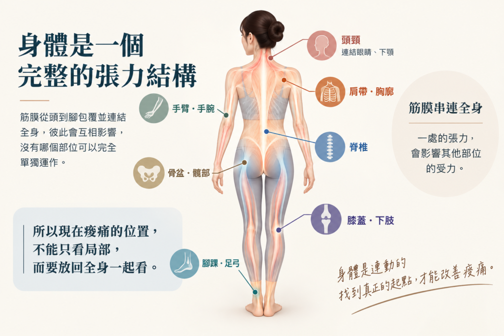身體是完整的張力結構|全身筋膜連動 全身筋膜與張力結構彼此連動,從全身找出痠痛的代償起點